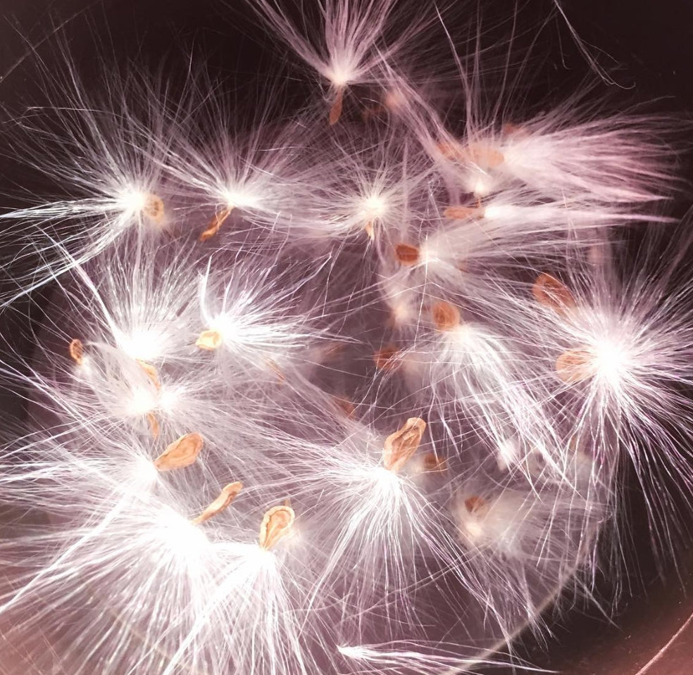 Orbea albocastanea seeds