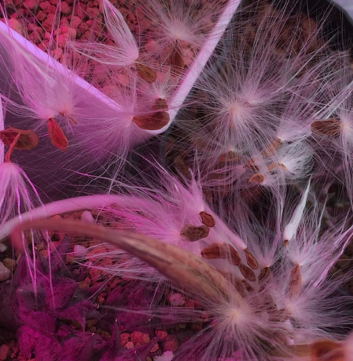 Orbea tubiformis seeds