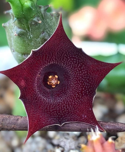 Huernia Arabica seeds
