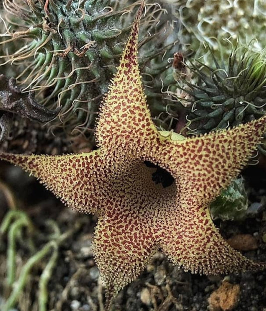 Huernia Pillansii seeds
