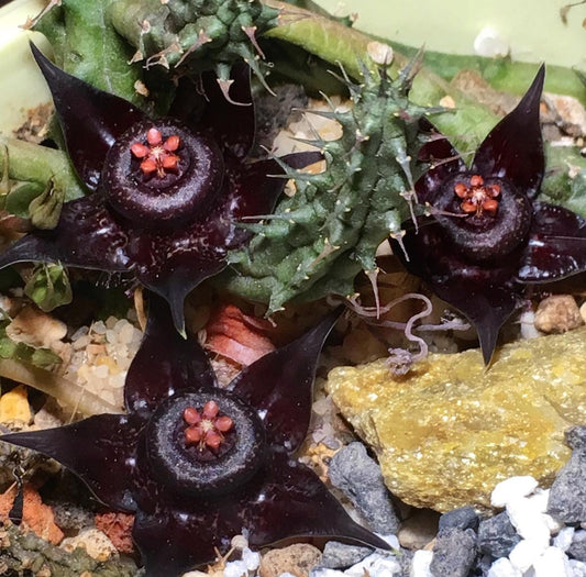 Duvalia Polita seeds