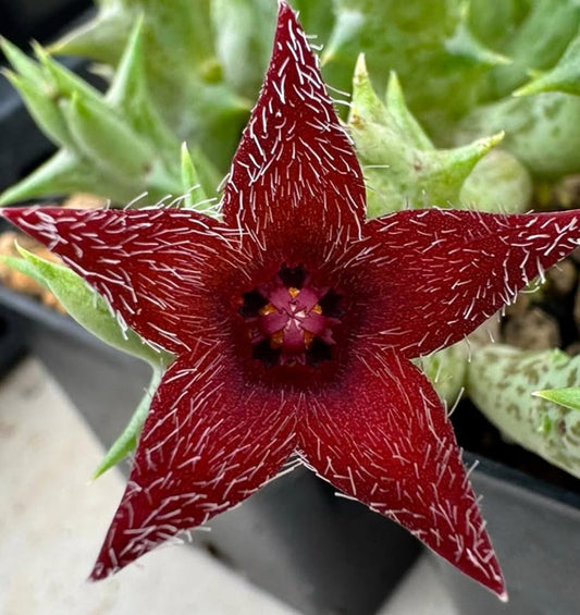 Orbea ' Winsome Wine ' hybrid seeds