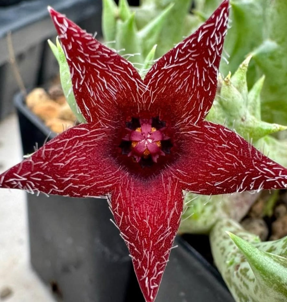 Orbea ' Winsome Wine ' hybrid seeds
