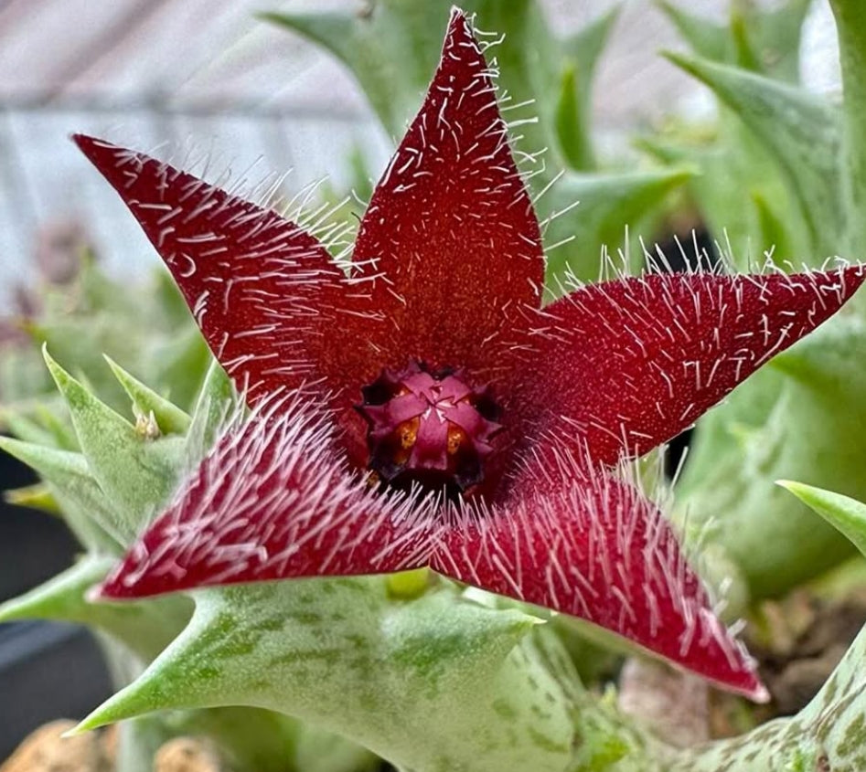 Orbea ' Winsome Wine ' hybrid seeds