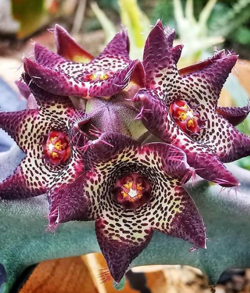 Caralluma Joannis seeds