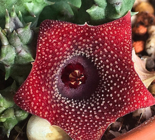 Huernia Piersii Carnarvon seeds