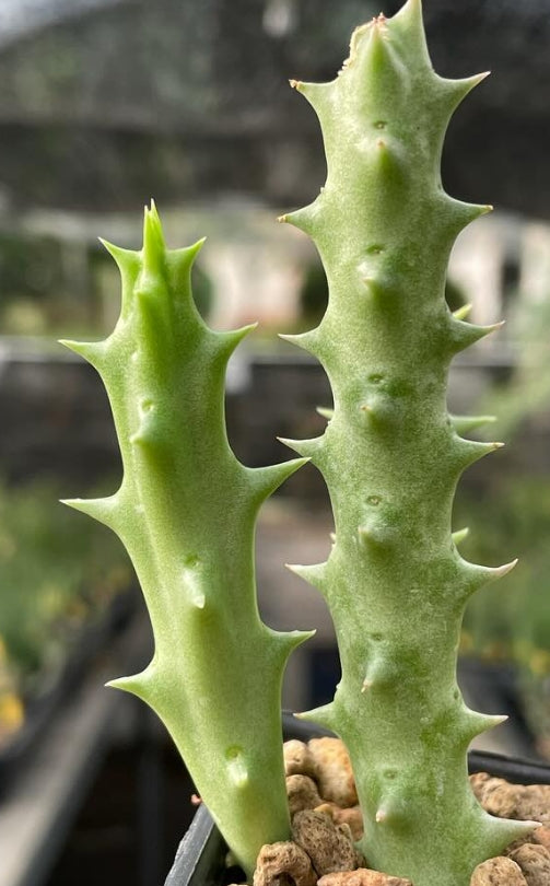 Orbea Namaquensis seeds