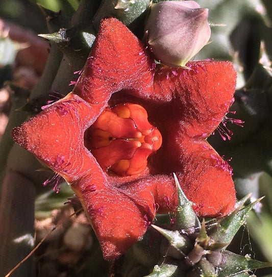 Huerniopsis Decipiens seeds
