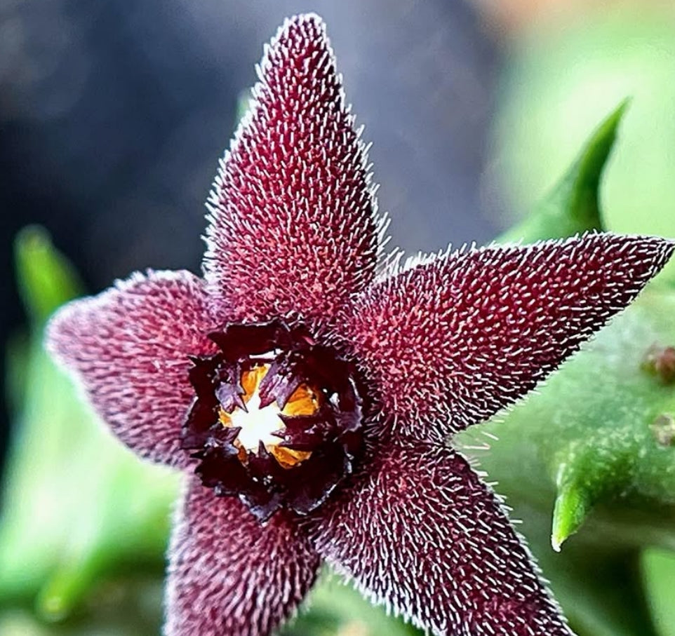 Orbea subterranea ( Black ) seeds