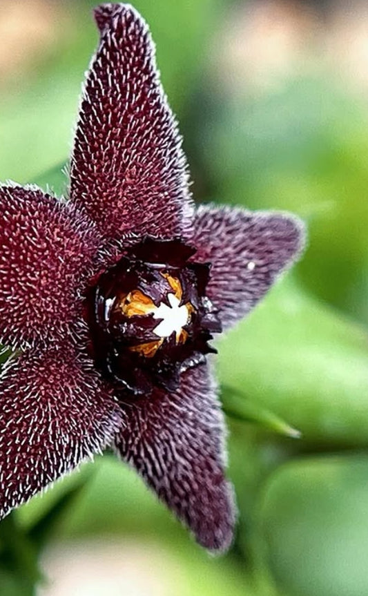 Orbea subterranea ( Black ) seeds