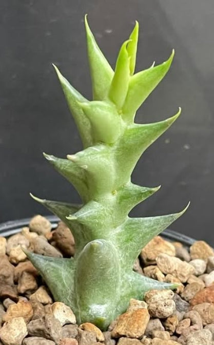 Orbea lenewtonii seeds