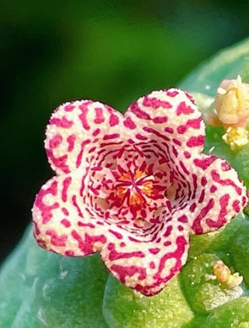 Larryleachia cactiformis seeds