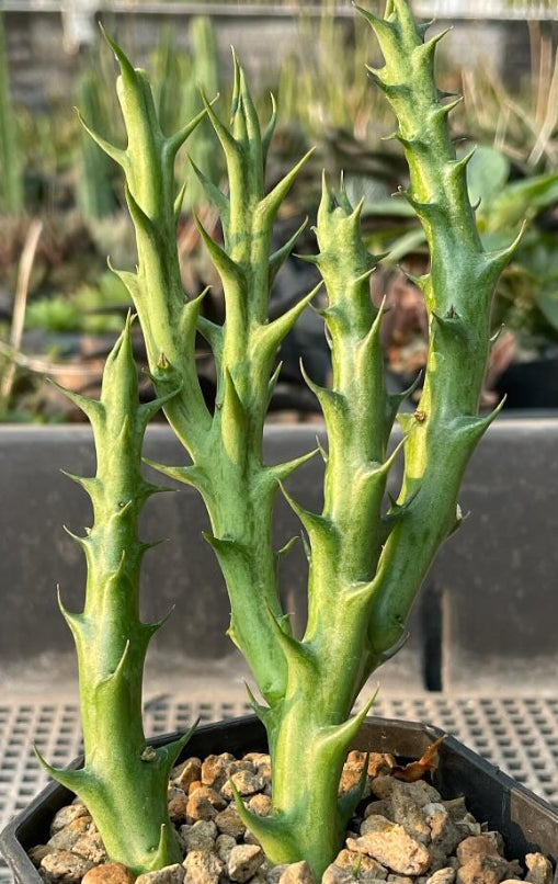 Orbea caudata ssp. rhodesia seeds