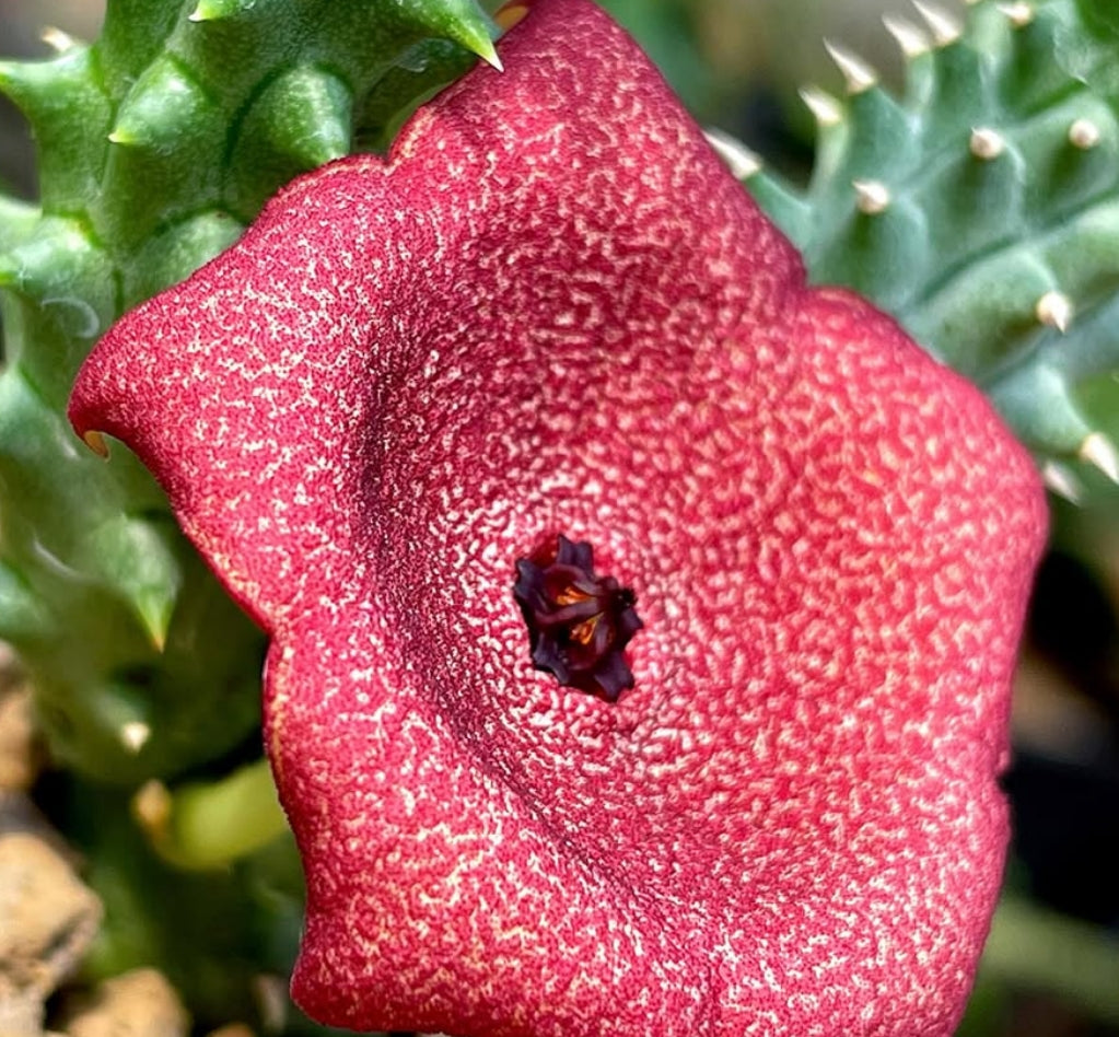 Luckhoffia beukmanii seeds