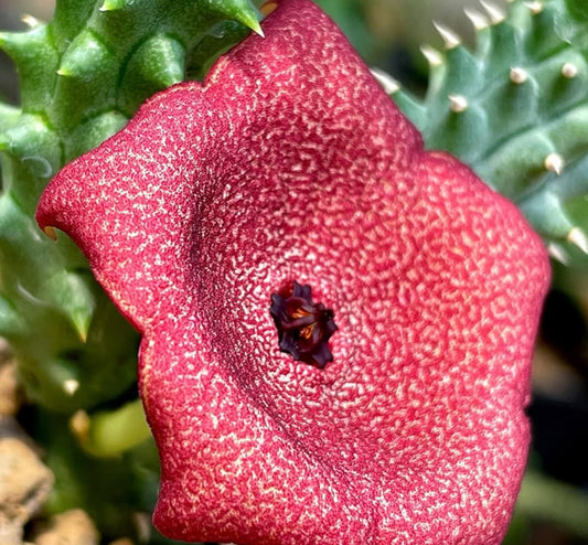 Luckhoffia beukmanii seeds