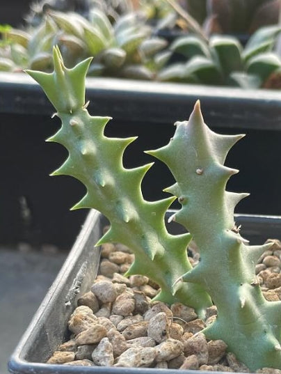 Orbea gratneri ssp. elongata seeds