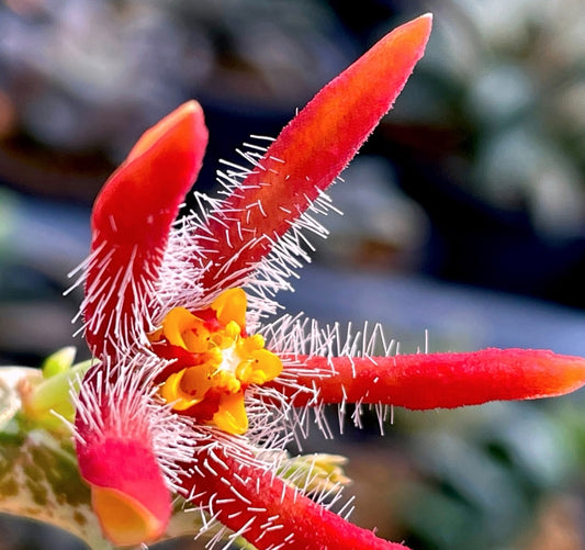 Orbea Chrysostephana seeds