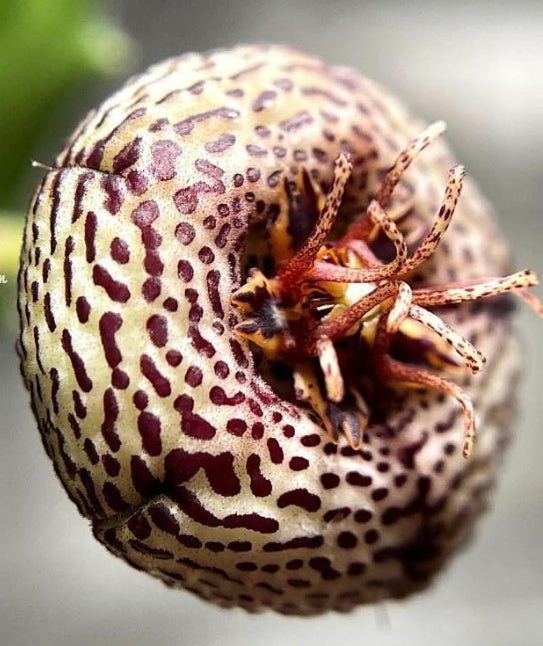 Tromotriche engleriana x Orbea albocastanea seeds
