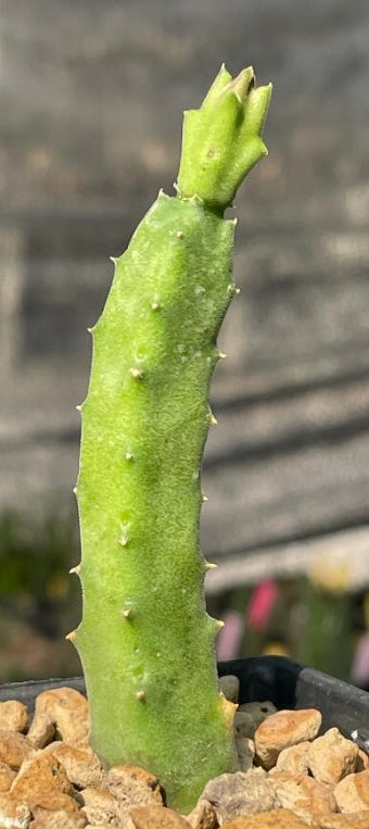 Tromotriche engleriana x Orbea albocastanea seeds