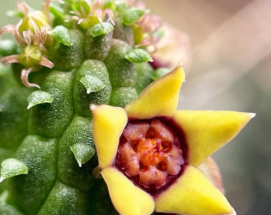 Echidnopsis scutellata seeds