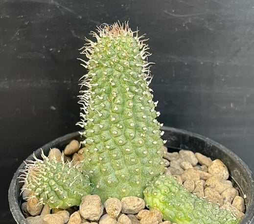 Echidnopsis bihendulensis seeds