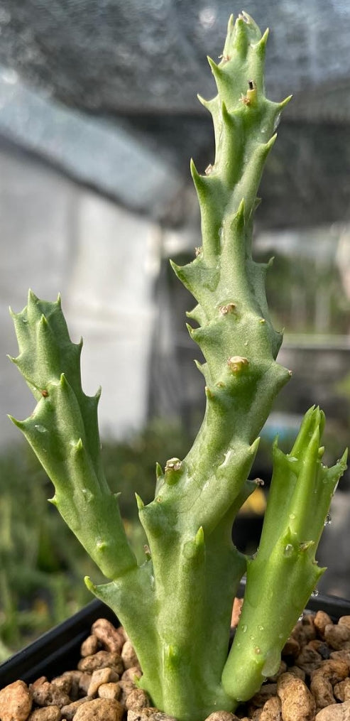 Orbea Starlight seeds