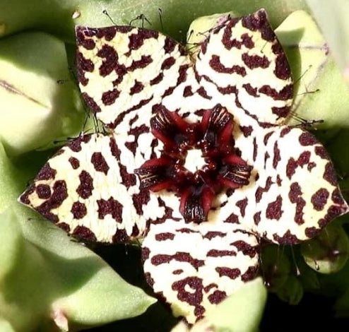 Orbea Knobelii seeds