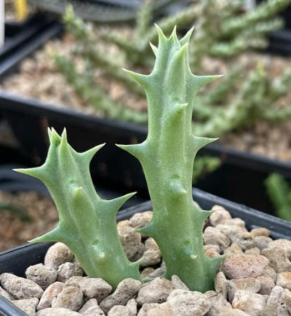 Orbea Knobelii seeds