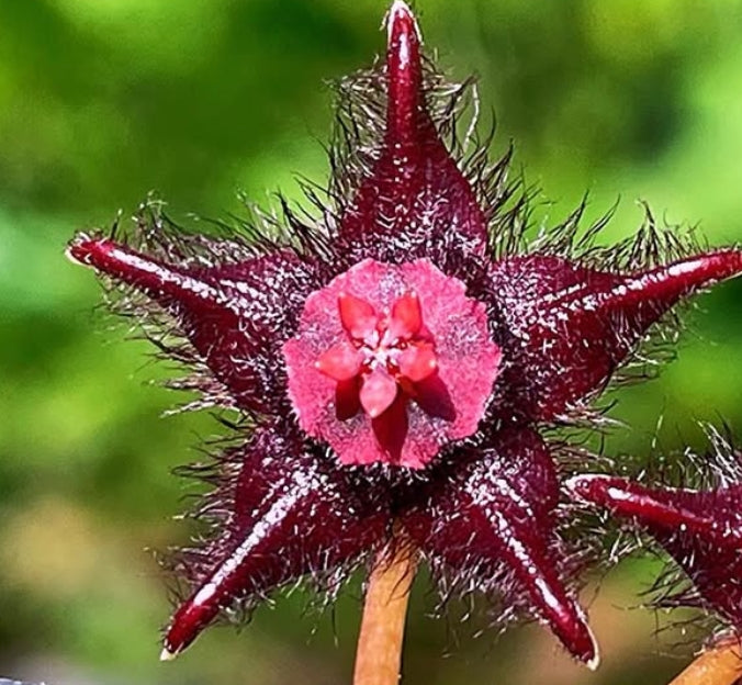 Duvalia elegans seeds