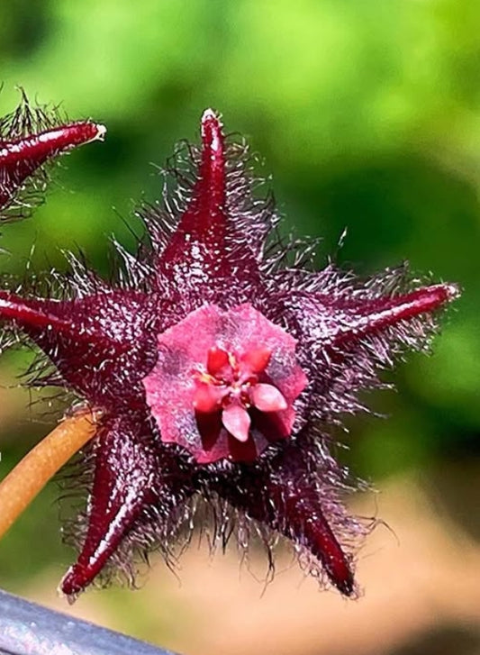 Duvalia elegans seeds