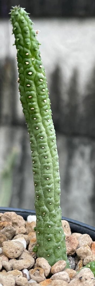 Echidnopsis fartaqensis seeds