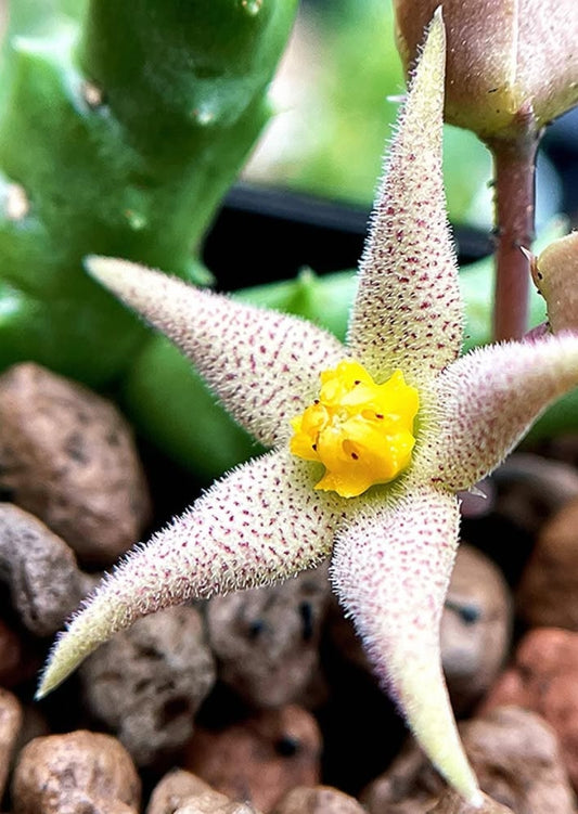 Piaranthus cornutus seeds
