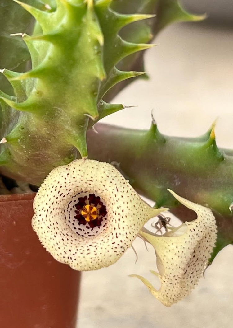 Huernia yemenensis seeds