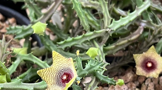 Caralluma pauciflora seeds