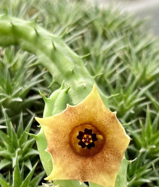 Huernia rosea 'south africa' seeds