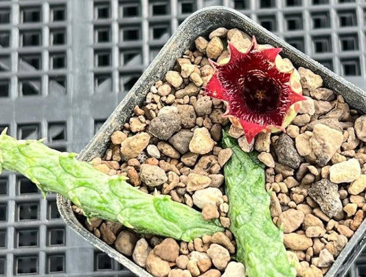 Stapelianthus insingnis seeds