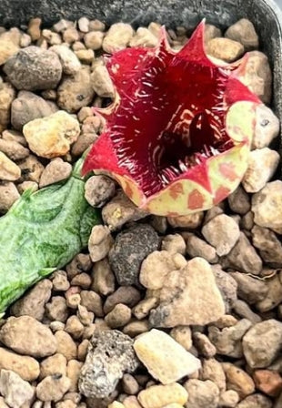 Stapelianthus insingnis seeds