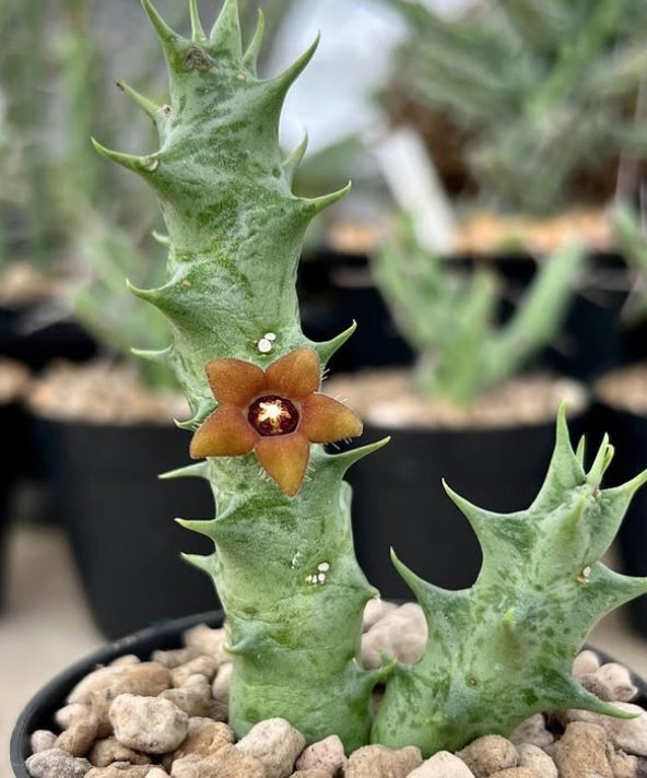 Orbea decaisneana seeds