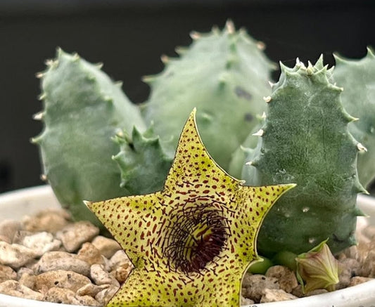 Huernia piersii seeds