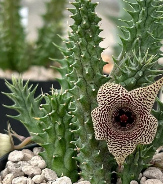 Huernia korat python seeds