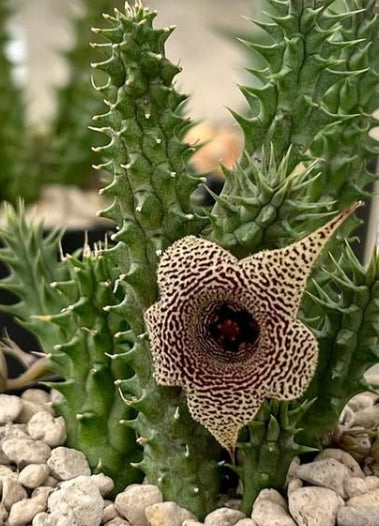 Huernia korat python seeds