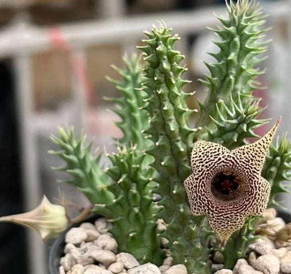 Huernia korat python seeds
