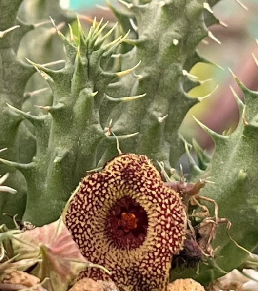 Huernia pink sandy beach seeds