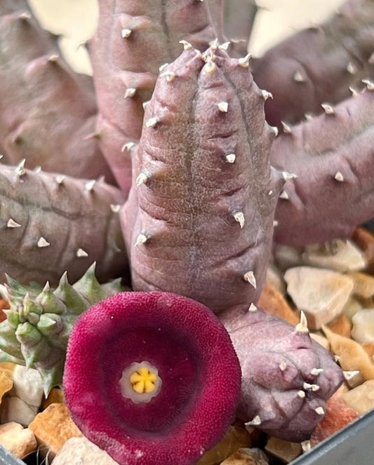 Huernia humpatana seeds