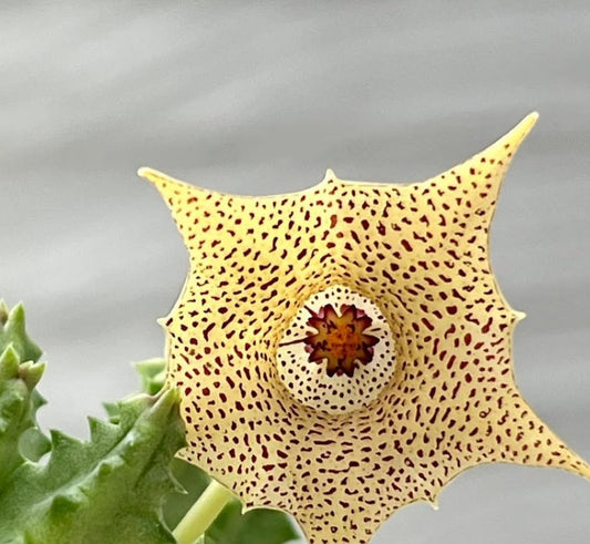Huernia hallii seeds