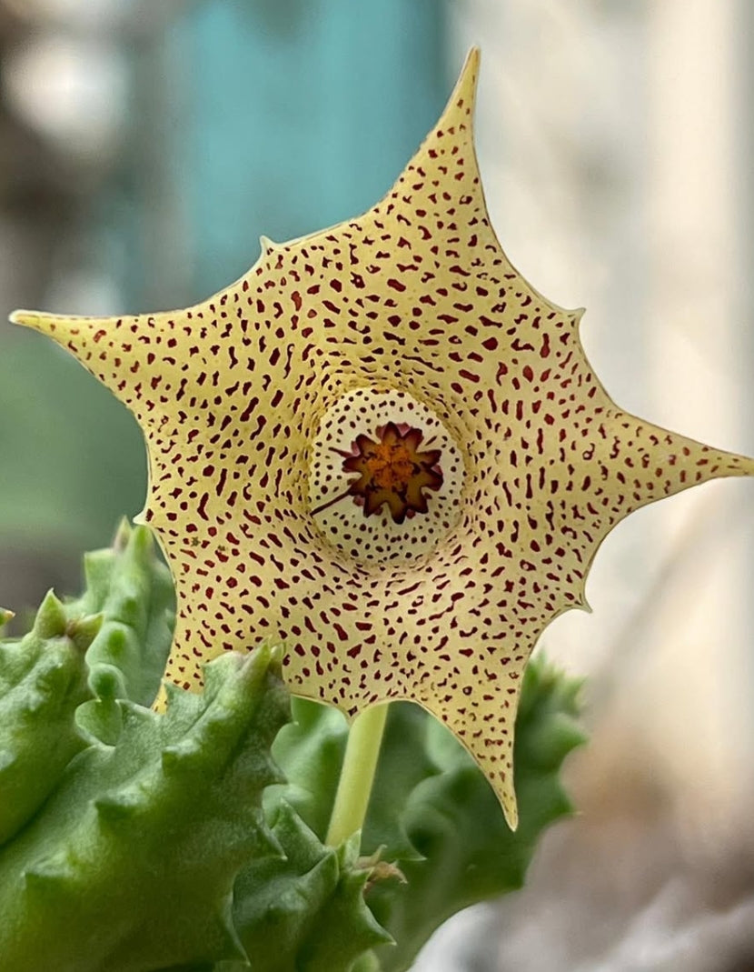 Huernia hallii seeds