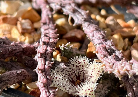 Stapelianthus madagascariensis seeds