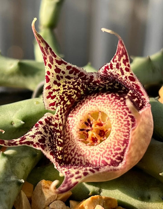 Orbeanthus hardyi seeds