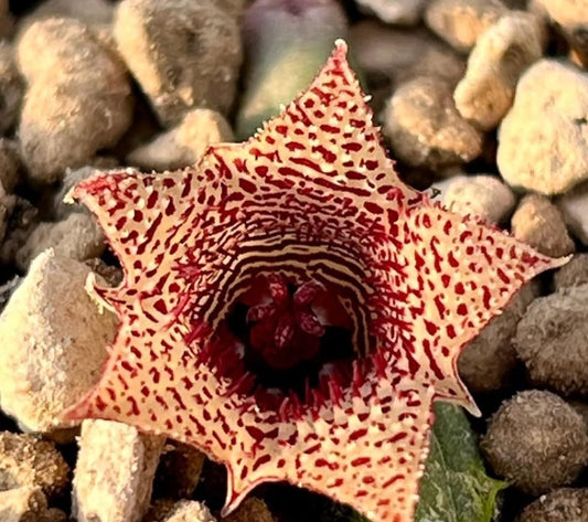 Huernia volkartii var. repens seeds
