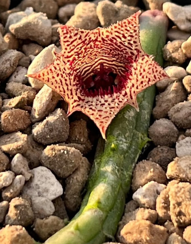 Huernia volkartii var. repens seeds